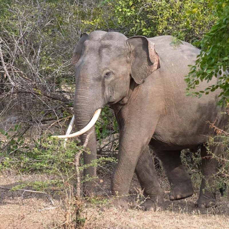 Yala National Park: Day Trip From Riu Hotel Ahungalla - FAQ