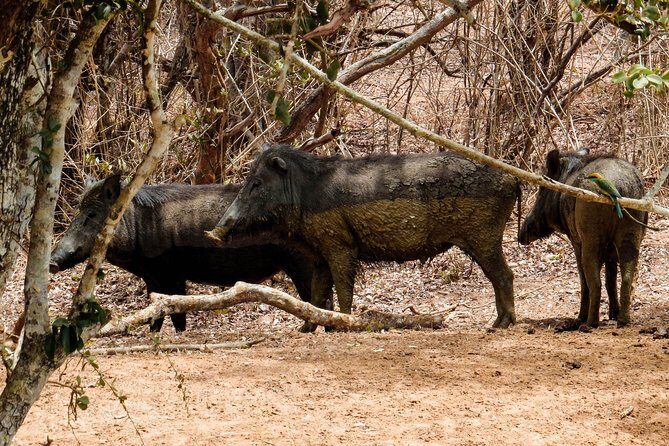 Yala National Park Entrance Ticket with Private Safari - Key Points