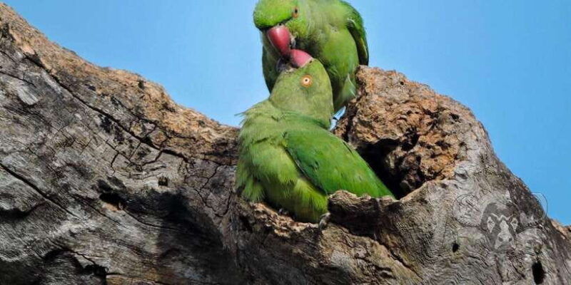 yala-national-park-full-day-safari-0430-am-1800-pm