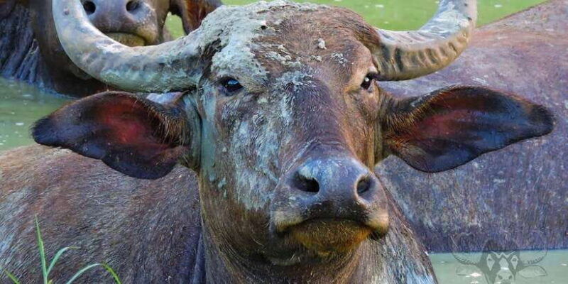 yala-national-park-full-day-safari-0430-am-1800-pm