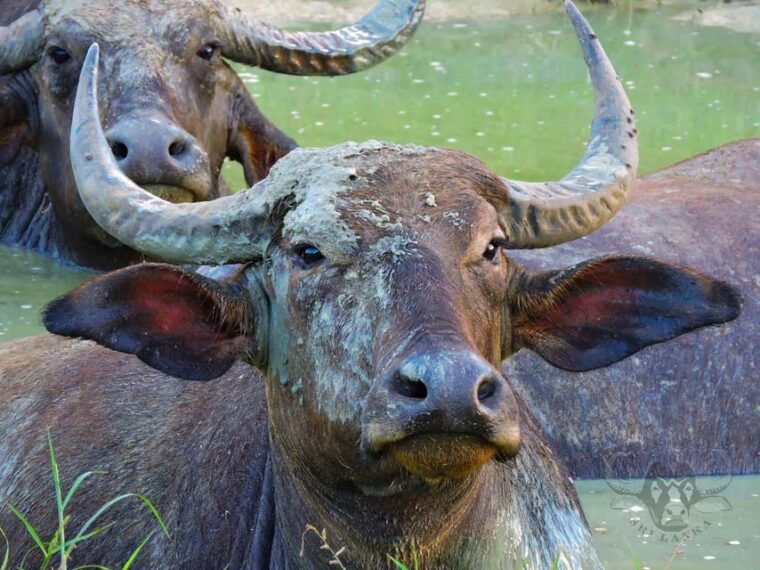 yala-national-park-full-day-safari-0430-am-1800-pm