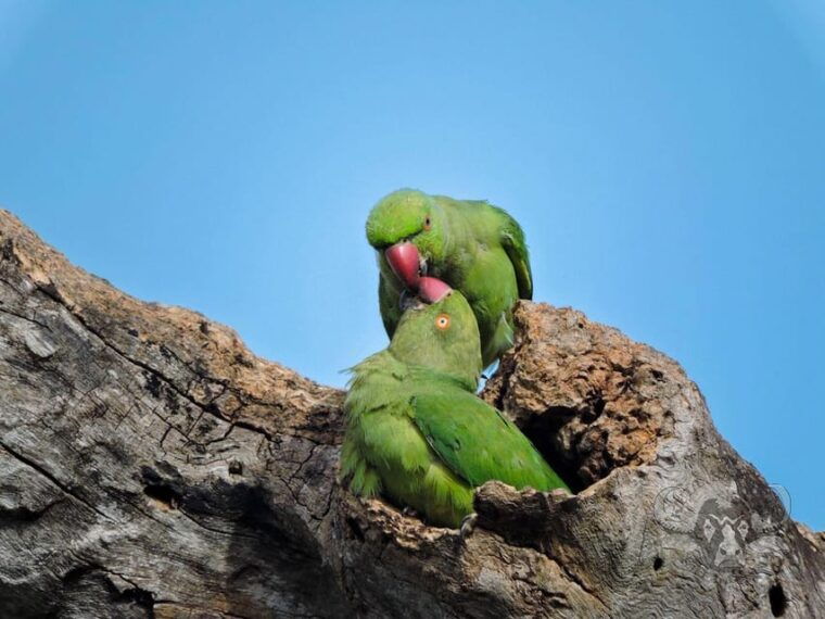yala-national-park-full-day-safari-0430-am-1800-pm