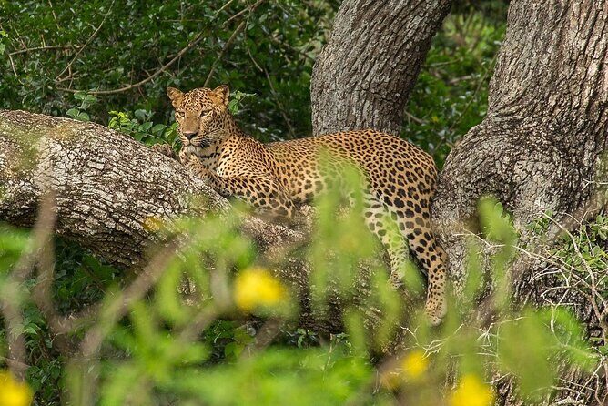 Yala National Park Full Day Safari - Ceylon Safari Tours - Why This Tour Stands Out