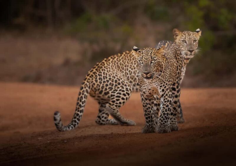 Yala National Park: Full Day Safari Epic Wildlife Encounter - Key Points