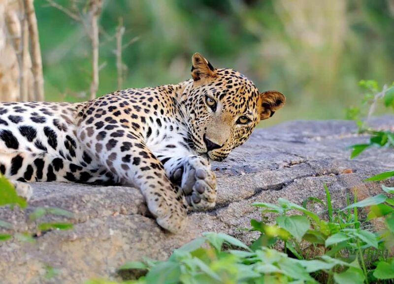 Yala National Park: Full Day Safari Epic Wildlife Encounter - An Overview of the Experience
