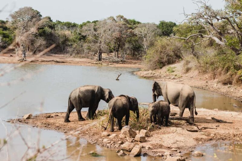Yala National Park: Full Day Safari Epic Wildlife Encounter - Transport and Timing