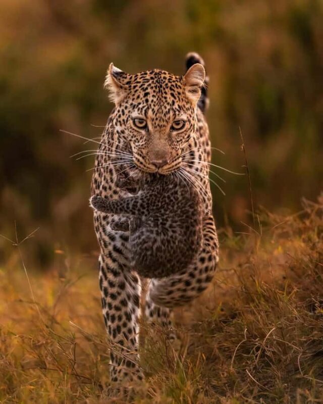 Yala National Park: Full Day Safari Epic Wildlife Encounter - Additional Considerations