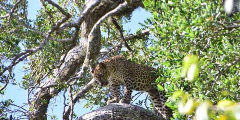 yala-national-park-full-day-safari