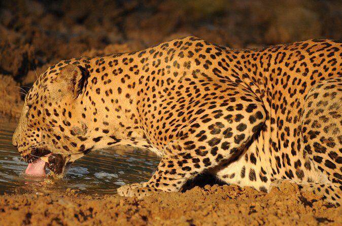 Yala National Park Full Day Safari Tour - The Full Itinerary in Detail