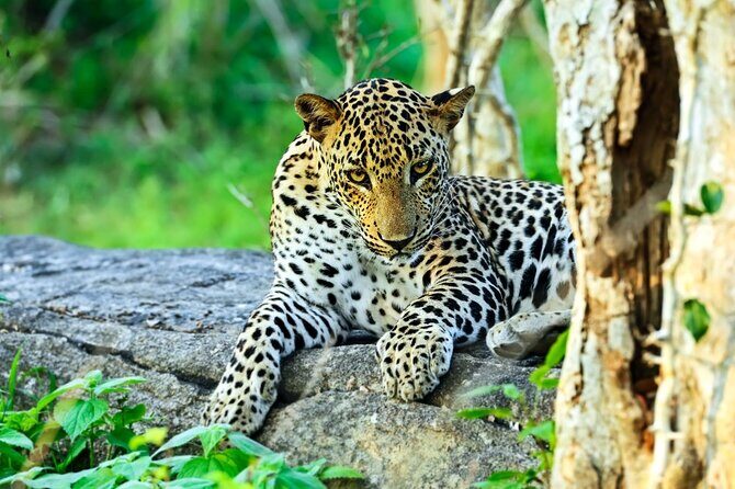 Yala National Park Full Day Safari Tour from Ella - The Experience: What to Expect on the Full-Day Safari