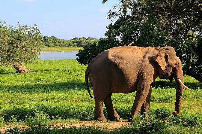 Yala National Park Full Day Safari Tour from Ella - The Sum Up: Is This Safari Right for You?