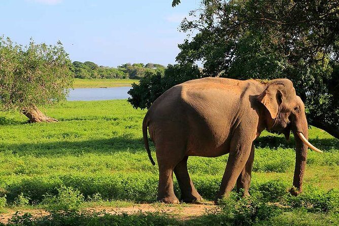 Yala National Park Full Day Safari Tour from Ella - Frequently Asked Questions