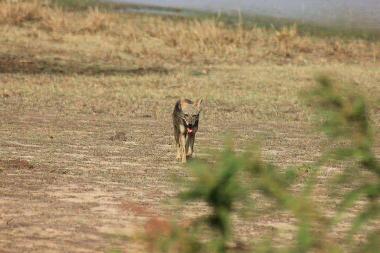 yala-national-park-full-day-safari-tour