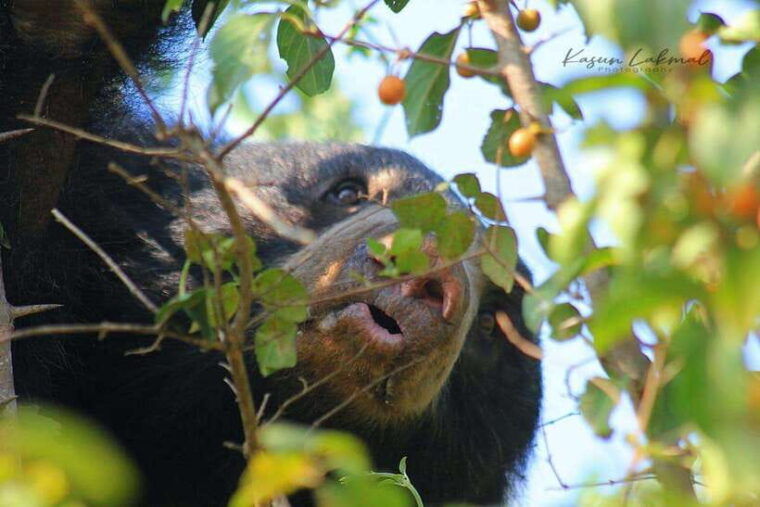yala-national-park-full-day-safari-tour