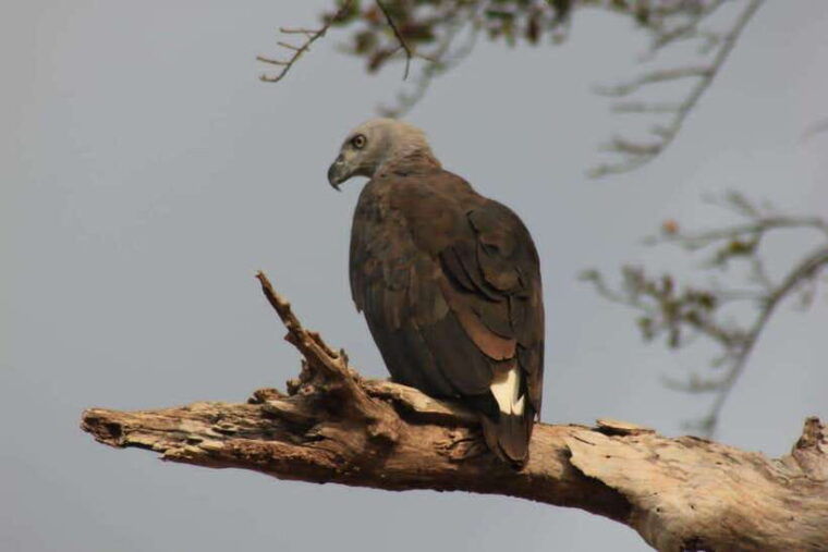 yala-national-park-full-day-safari-tour