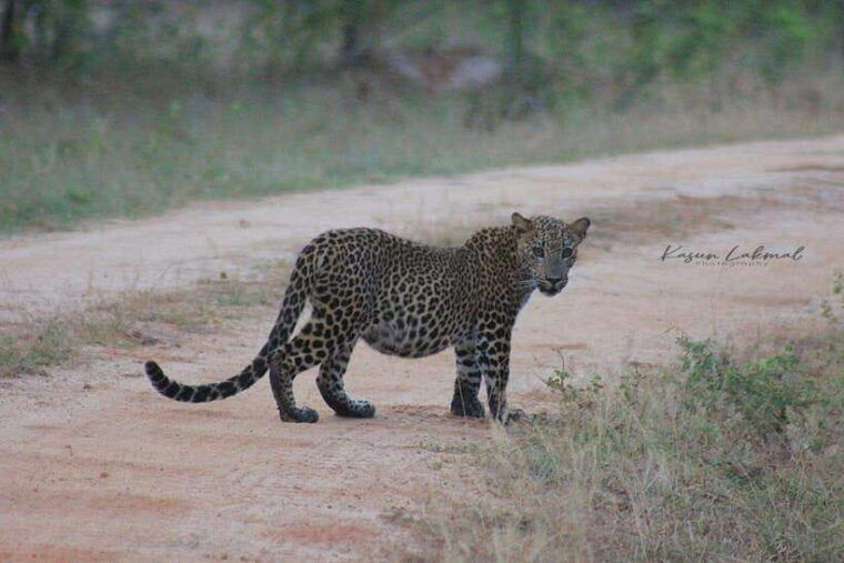 yala-national-park-full-day-safari-tour