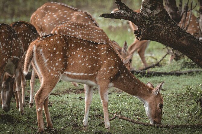 Yala National Park Full Day Safari Tours Eagle Safari - An In-Depth Look at the Yala Safari Experience