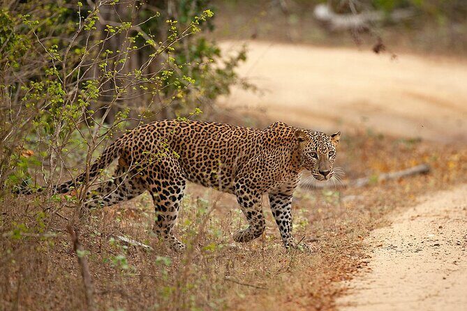 Yala National Park Full Day Safari Tours Eagle Safari - The Sum Up