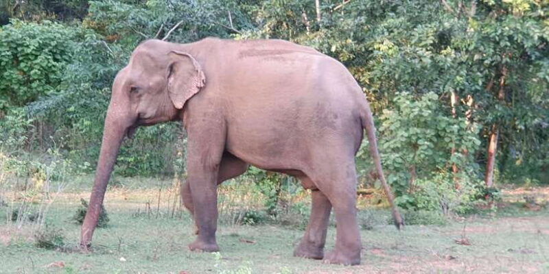 yala-national-park-full-day-safari0430-1800