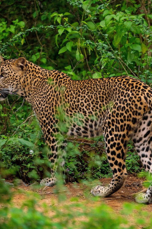 yala-national-park-full-day-safari0430-1800