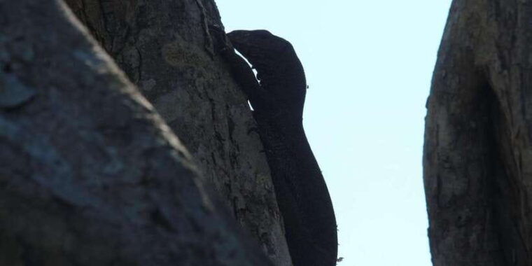 yala-national-park-full-day-safari0430-1800