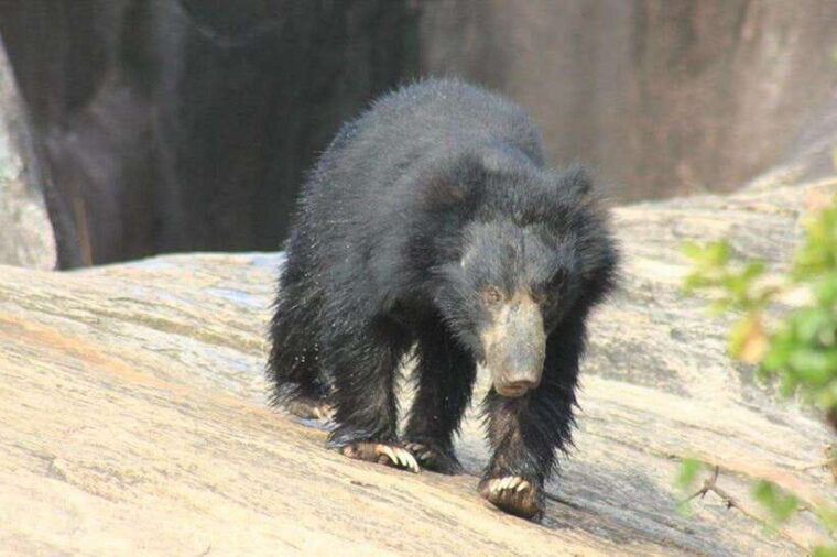 yala-national-park-full-day-wildlife-safari-with-lunch