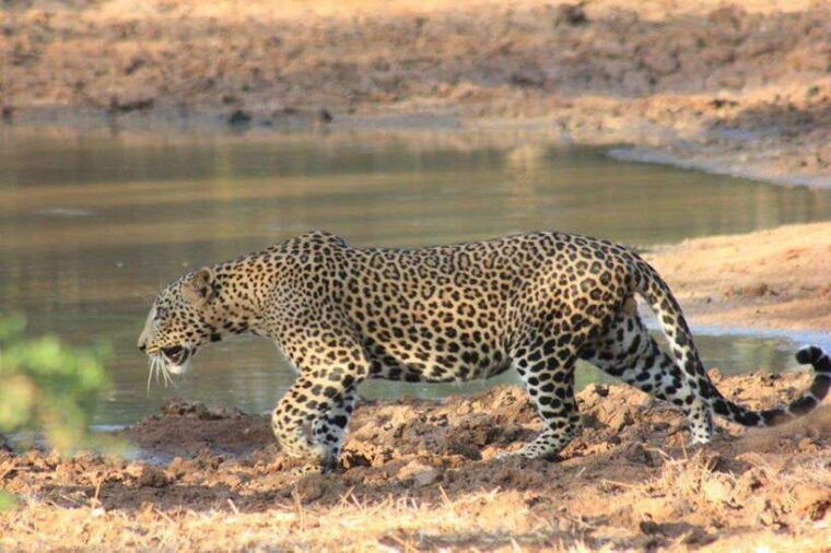 yala-national-park-full-day-wildlife-safari-with-lunch