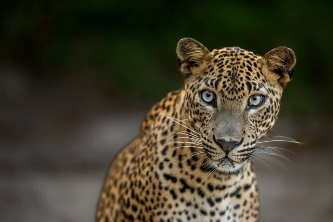 Yala National Park Guided Safaris - What’s Included in the Yala Safari?