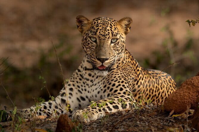 Yala National Park Guided Safaris - Why Travelers Love This Tour