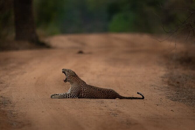 Yala National Park Guided Safaris - The Experience Provider: Wild Srilanka Tours