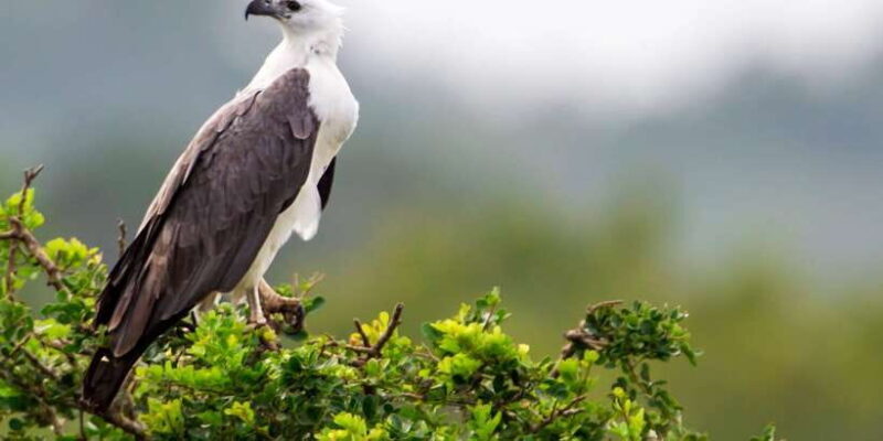 Yala National Park: Half, 7-Hour, or Full-Day Safari & Meals - Authentic Experiences from Reviewers