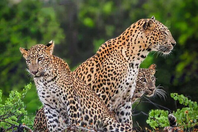 Yala National park: Half day & Full Day & Private - Safari Tours - A Closer Look at the Safari Experience