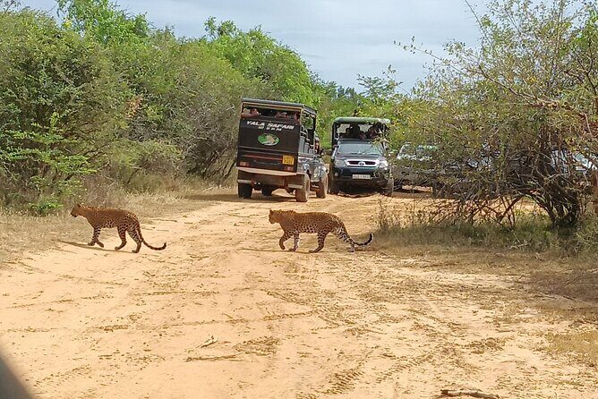 Yala National park: Half day & Full Day & Private - Safari Tours - Who Is This Tour Best For?