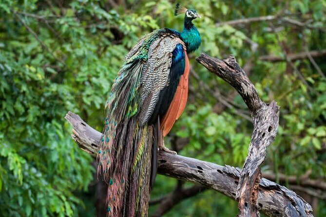 Yala National park: Half day & Full Day & Private - Safari Tours - FAQ