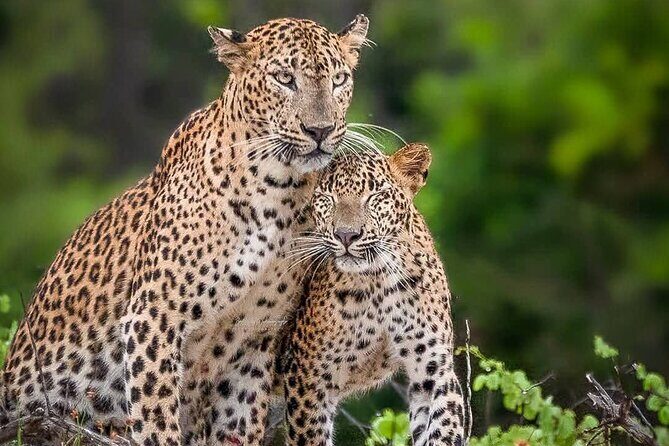 Yala National Park Half Day / Full Day Special Safari Tours - Key Points