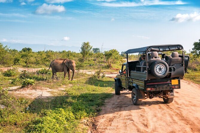 Yala National Park Half Day / Full Day Special Safari Tours - Price and Overall Value