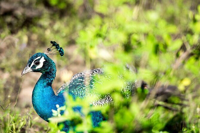Yala National Park Half Day / Full Day Special Safari Tours - Who Would Love This Tour?