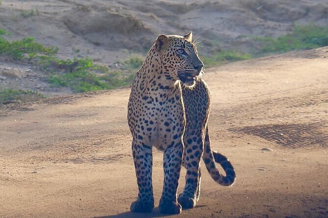 Yala National Park Half Day / Full Day Special Safari Tours - The Sum Up