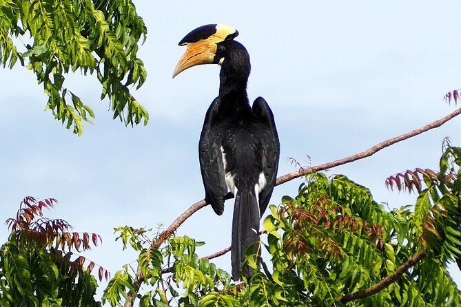 Yala National Park Half Day / Full Day Special Safari Tours - FAQ