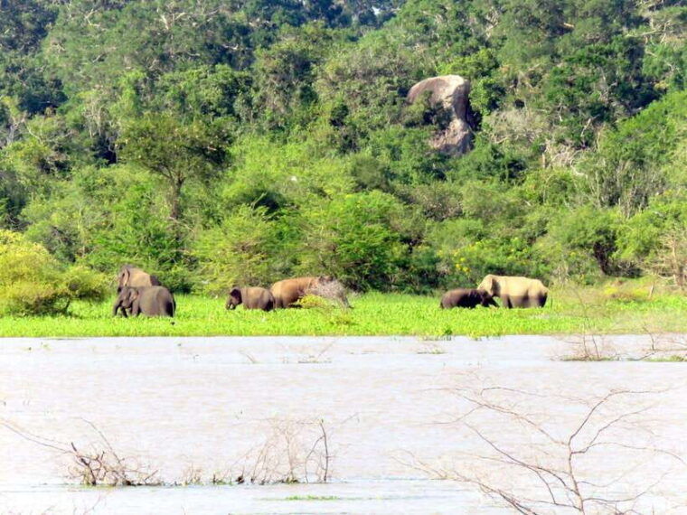 yala-national-park-half-day-or-full-day-safari-tours
