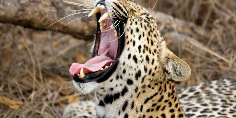 yala-national-park-half-day-or-full-day-tour