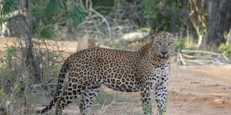 yala-national-park-half-day-safari-2