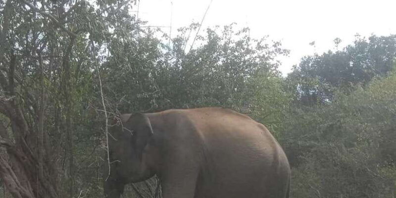 yala-national-park-half-day-safari-2