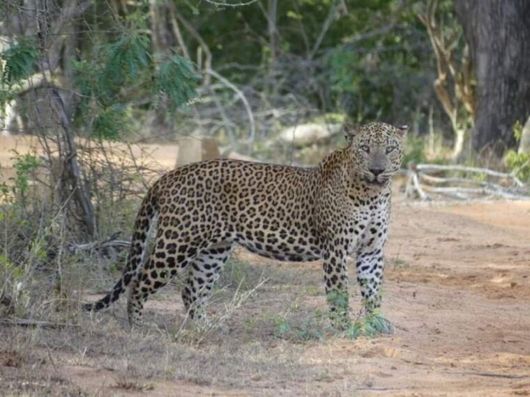 yala-national-park-half-day-safari-2