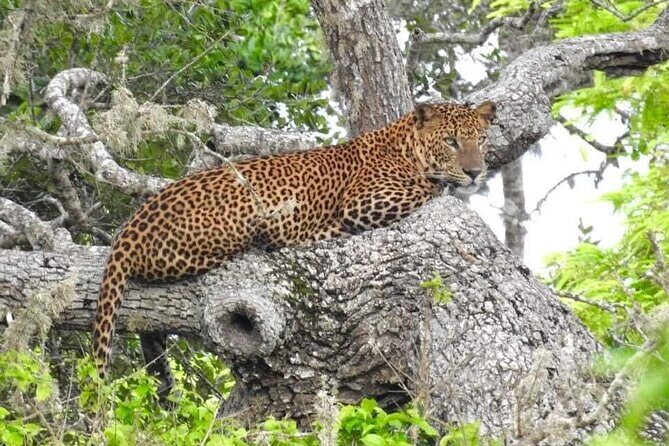 Yala National Park Half Day Safari - 4.30 a.m to 11.30 a.m - The Itinerary in Detail