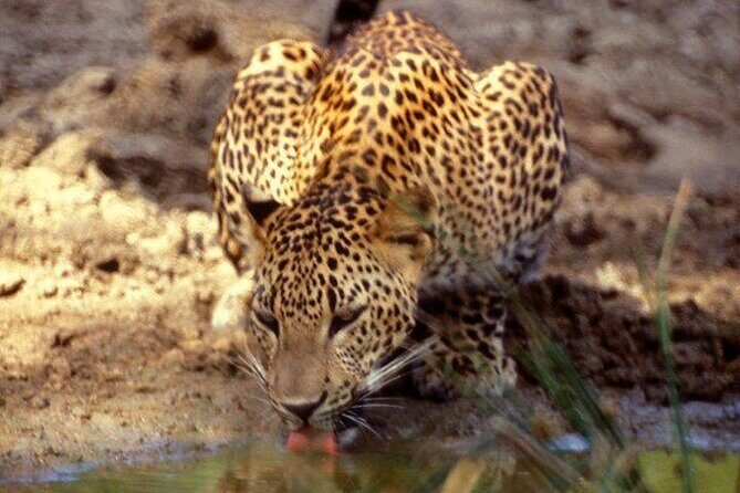 Yala National Park Half Day Safari - 4.30 a.m to 11.30 a.m - Who Is This Tour Best For?