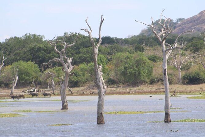 Yala National Park Half Day Safari - 4.30 a.m to 11.30 a.m - FAQs