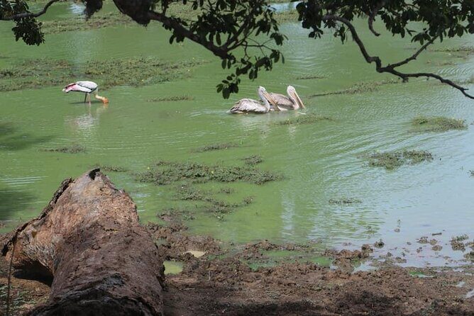 Yala National Park Half Day Safari - 4.30 a.m to 11.30 a.m - Final Thoughts