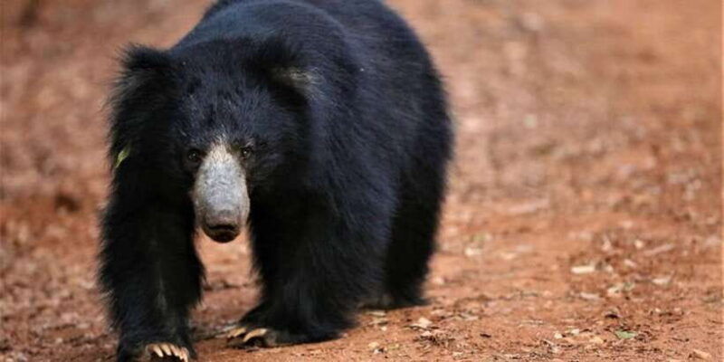 yala-national-park-half-day-safari-from-hambantota-harbor