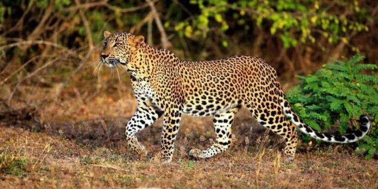 yala-national-park-half-day-safari-from-hambantota-harbor